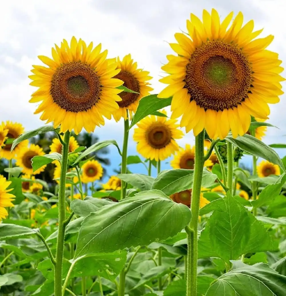 Non GMO Heirloom Sunflower Seeds