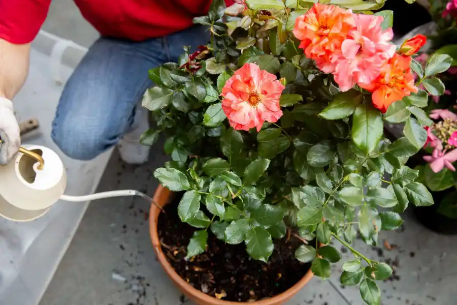 Potted roses require more frequent feeding than in-soil roses