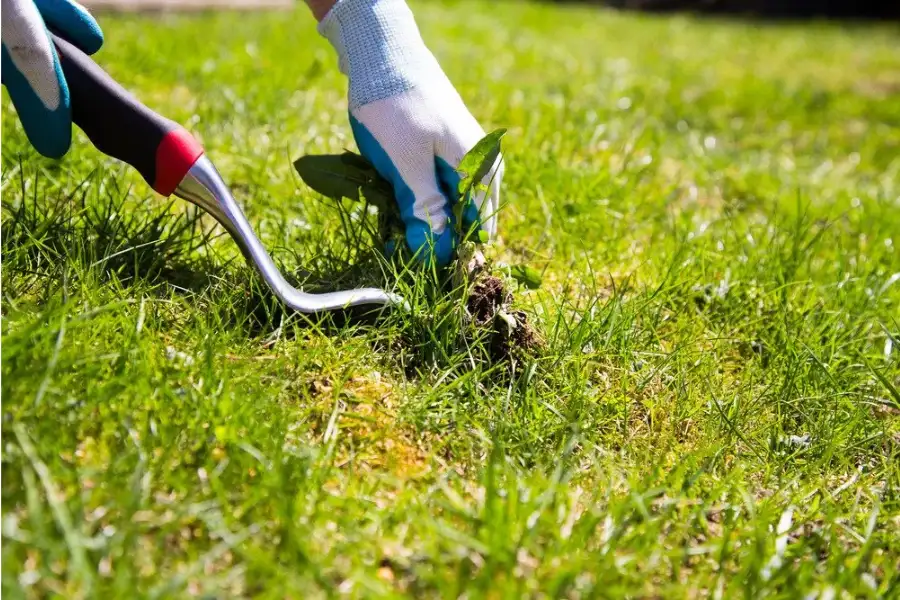 Removing weeds regularly will keep your garden healthy & beautiful