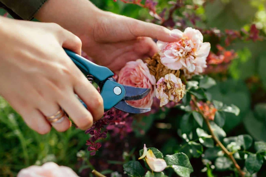 The pruning timing is often determined by the blooming cycle