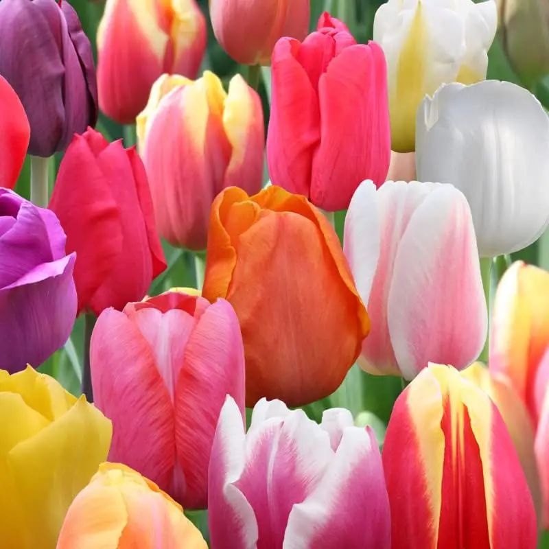 Tulip Mix Flower Seeds