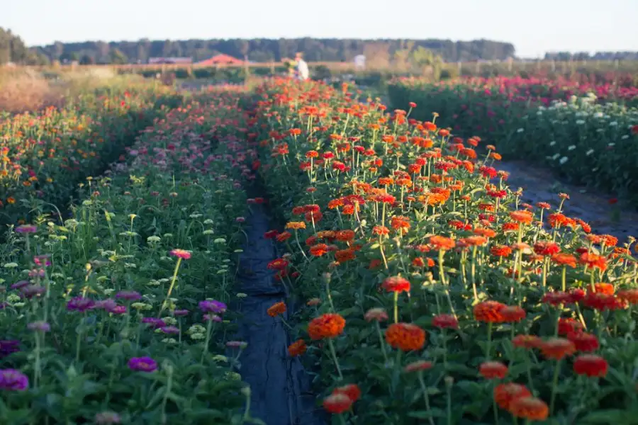 Using landscape fabric is an effective way to prevent weed growth