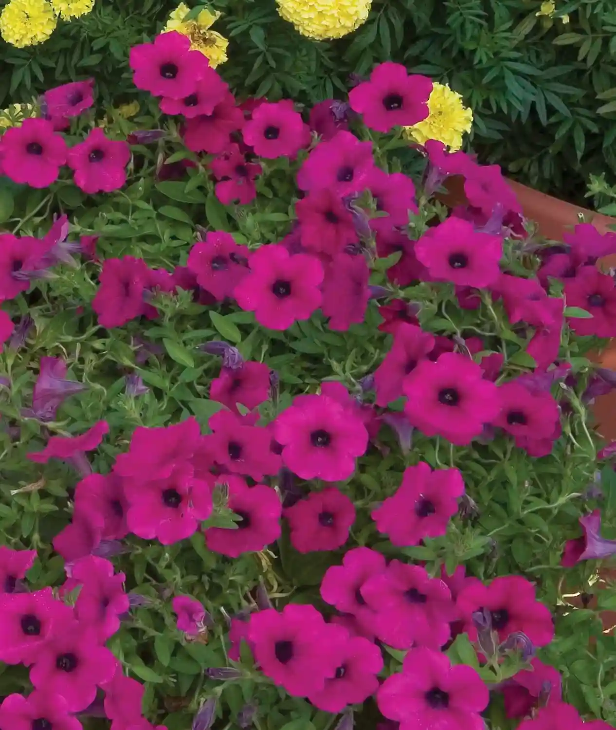 Wave Purple Petunias Seeds