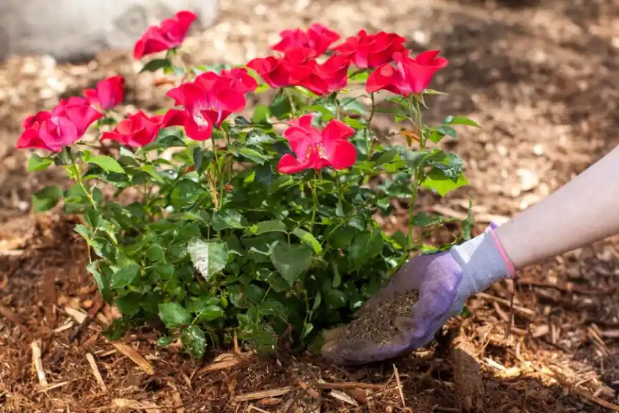 You need to fertilize roses properly to boost growth & bloom