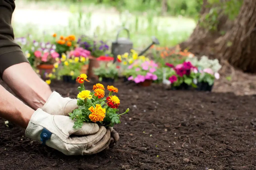 You need to watch out for large stones & debris when choosing garden soil