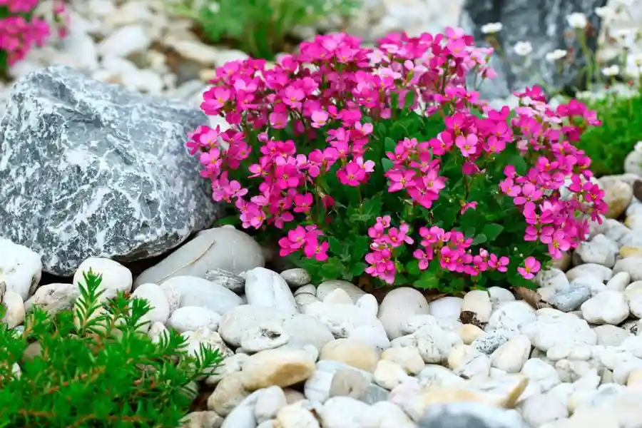 You should regularly clean the rocks to maintain a tidy appearance