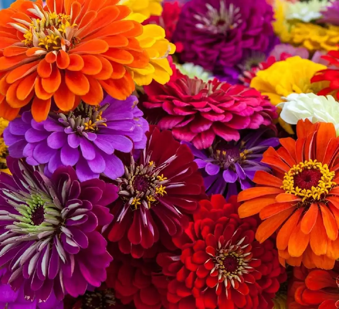 Zinnia Seeds For Easy Growing